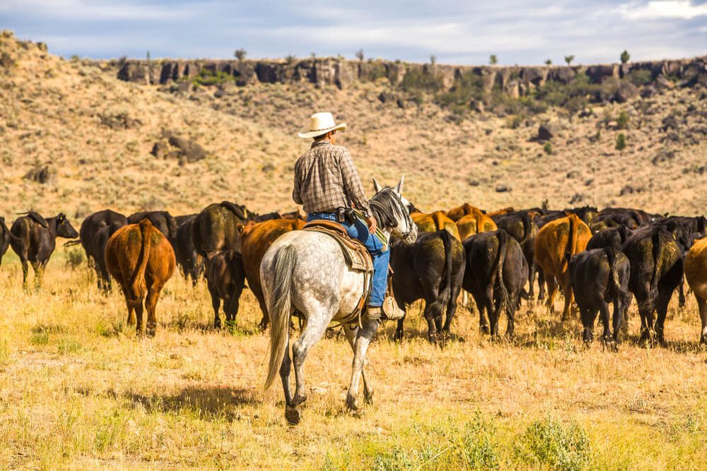 Ranch – Agriculture Dictionary