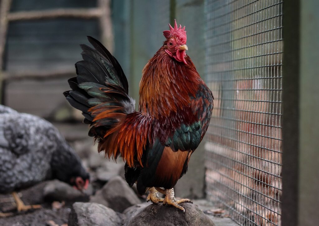 9 Ways To Deal With An Aggressive Rooster?