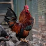 9 Ways To Deal With An Aggressive Rooster?