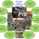 Constructive Information: Soil Food Web