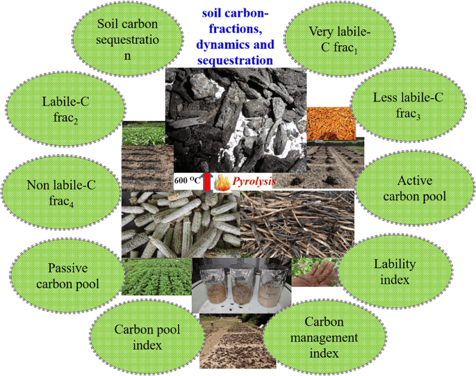 Constructive Information: Soil Food Web