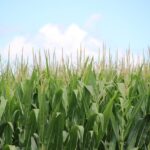 Corn Farming – Agriculture Dictionary