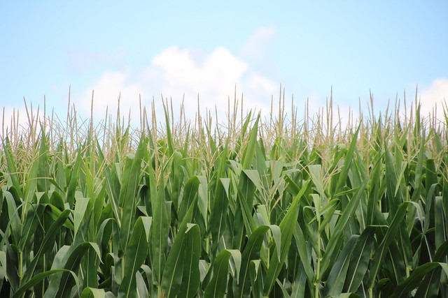 Corn Farming – Agriculture Dictionary