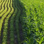 Crop Rotation – Agriculture Dictionary