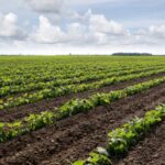 Crop Science – Agriculture Dictionary