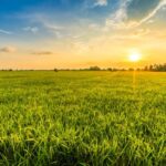 Field – Agriculture Dictionary