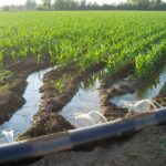 Flood Irrigation – Agriculture Dictionary