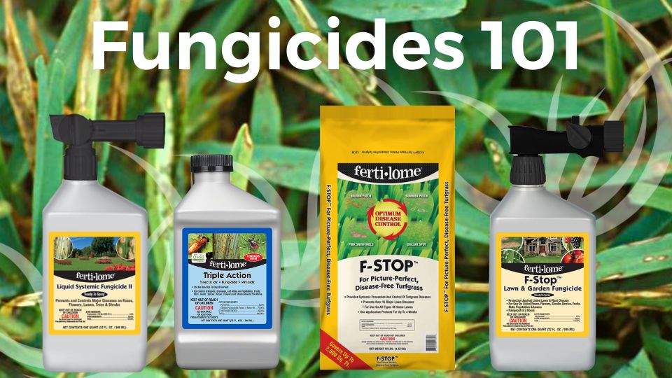 Fungicides – Agriculture Dictionary