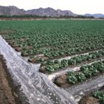 Furrow Irrigation – Agriculture Dictionary