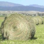 Hay – Agriculture Dictionary