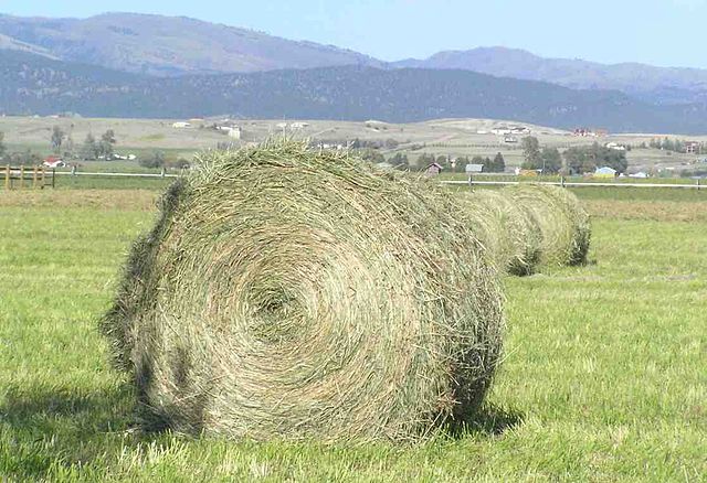 Hay – Agriculture Dictionary