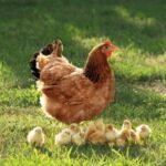 Hen – Agriculture Dictionary