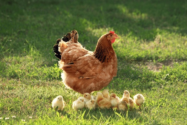 Hen – Agriculture Dictionary