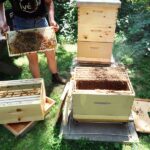 Honey Extraction – Agriculture Dictionary