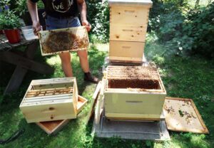 Honey Extraction – Agriculture Dictionary