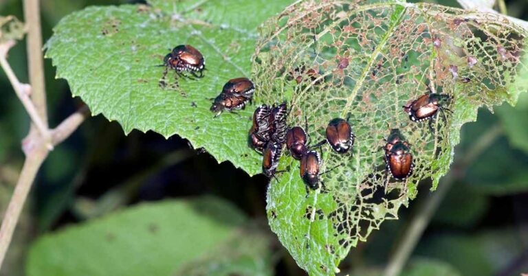 Integrated Pest Management – Agriculture Dictionary