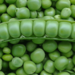 Legumes – Agriculture Dictionary