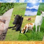 Livestock – Agriculture Dictionary