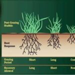 Pasture Management – Agriculture Dictionary