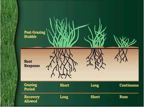 Pasture Management – Agriculture Dictionary