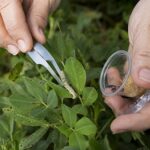 Pest Scouting – Agriculture Dictionary