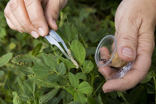 Pest Scouting – Agriculture Dictionary