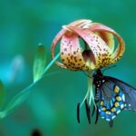 Pollination – Agriculture Dictionary