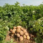 Potato Farming – Agriculture Dictionary