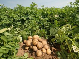 Potato Farming – Agriculture Dictionary