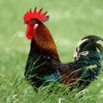 Rooster – Agriculture Dictionary