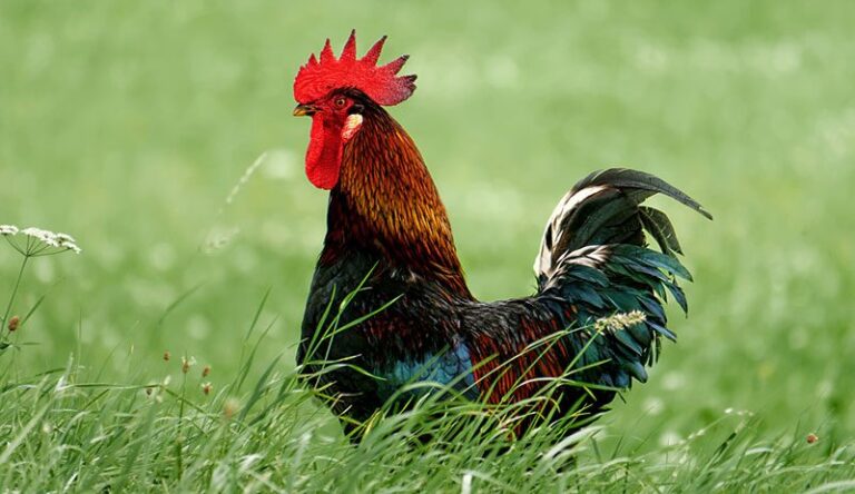 Rooster – Agriculture Dictionary