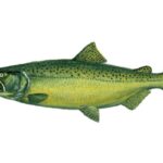 Salmon – Agriculture Dictionary