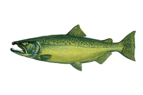 Salmon – Agriculture Dictionary