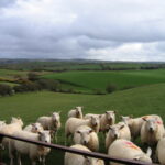 Sheep Farming – Agriculture Dictionary