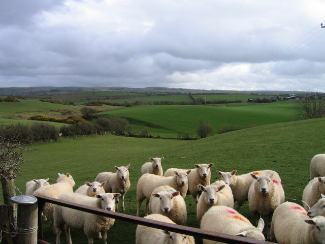 Sheep Farming – Agriculture Dictionary