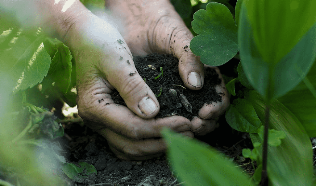 Soil Biology – Agriculture Dictionary