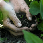 Soil Biology – Agriculture Dictionary