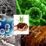 Soil Microorganisms – Agriculture Dictionary