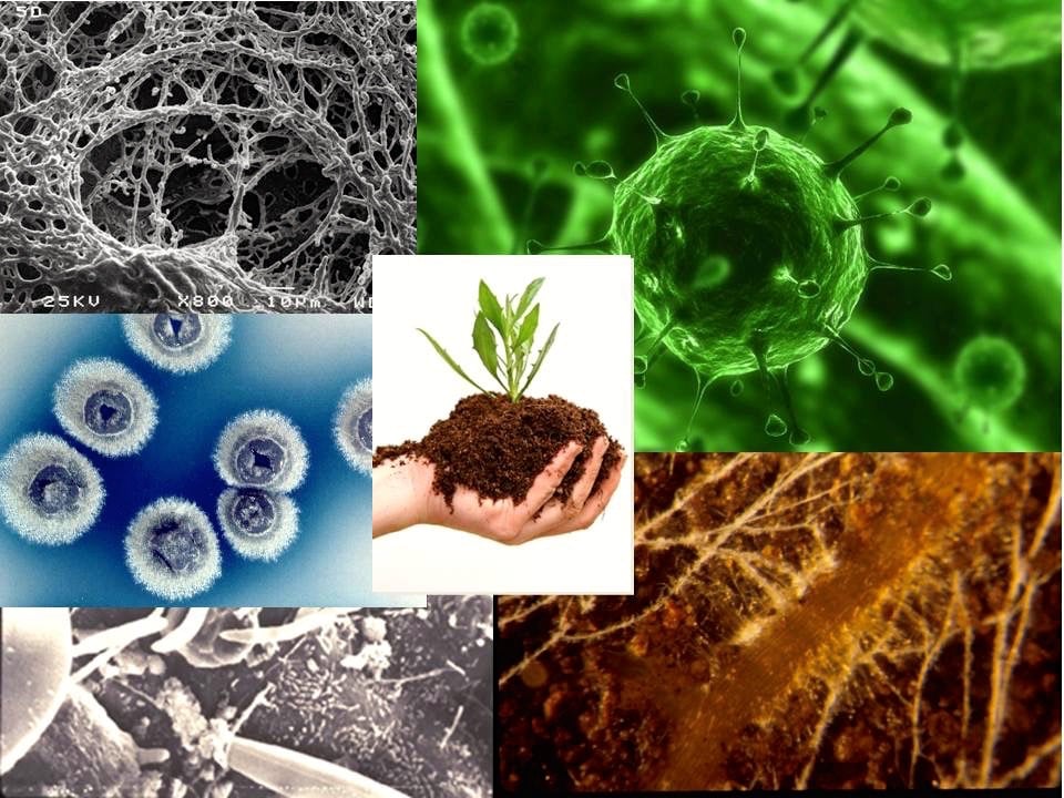 Soil Microorganisms – Agriculture Dictionary