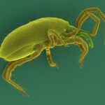 Soil Mites – Agriculture Dictionary