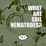 Soil Nematodes – Agriculture Dictionary