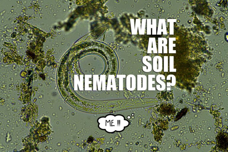 Soil Nematodes – Agriculture Dictionary