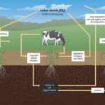 Soil Organic Matter – Agriculture Dictionary