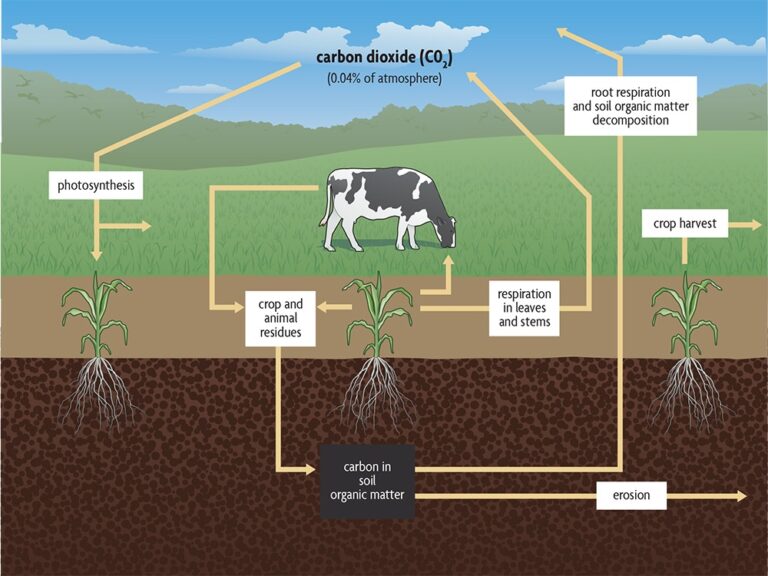 Soil Organic Matter – Agriculture Dictionary