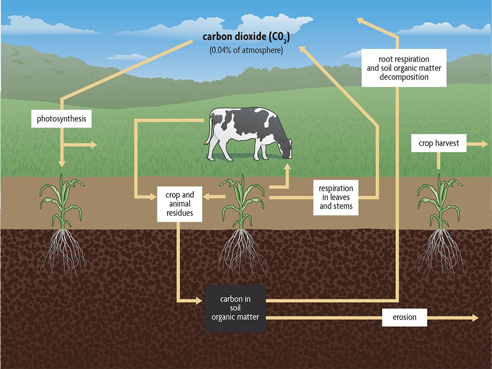 Soil Organic Matter – Agriculture Dictionary