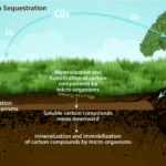 Soil Respiration – Agriculture Dictionary