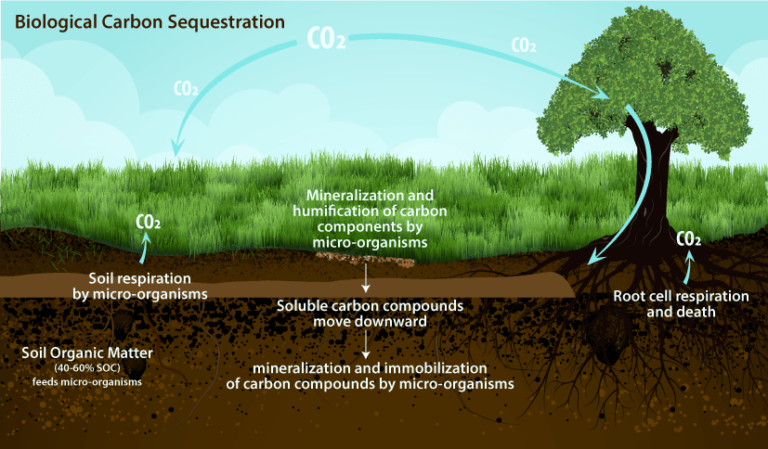 Soil Respiration – Agriculture Dictionary