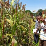 Sorghum Farming – Agriculture Dictionary