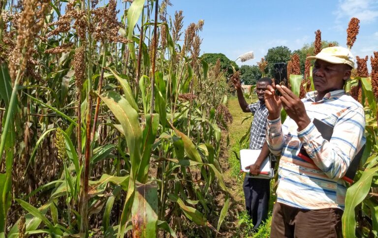 Sorghum Farming – Agriculture Dictionary