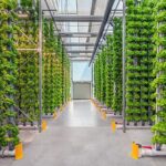 Vertical Farming – Agriculture Dictionary